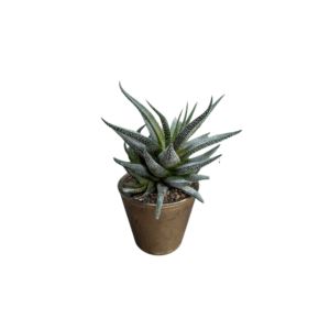 Decoration for standing tables
